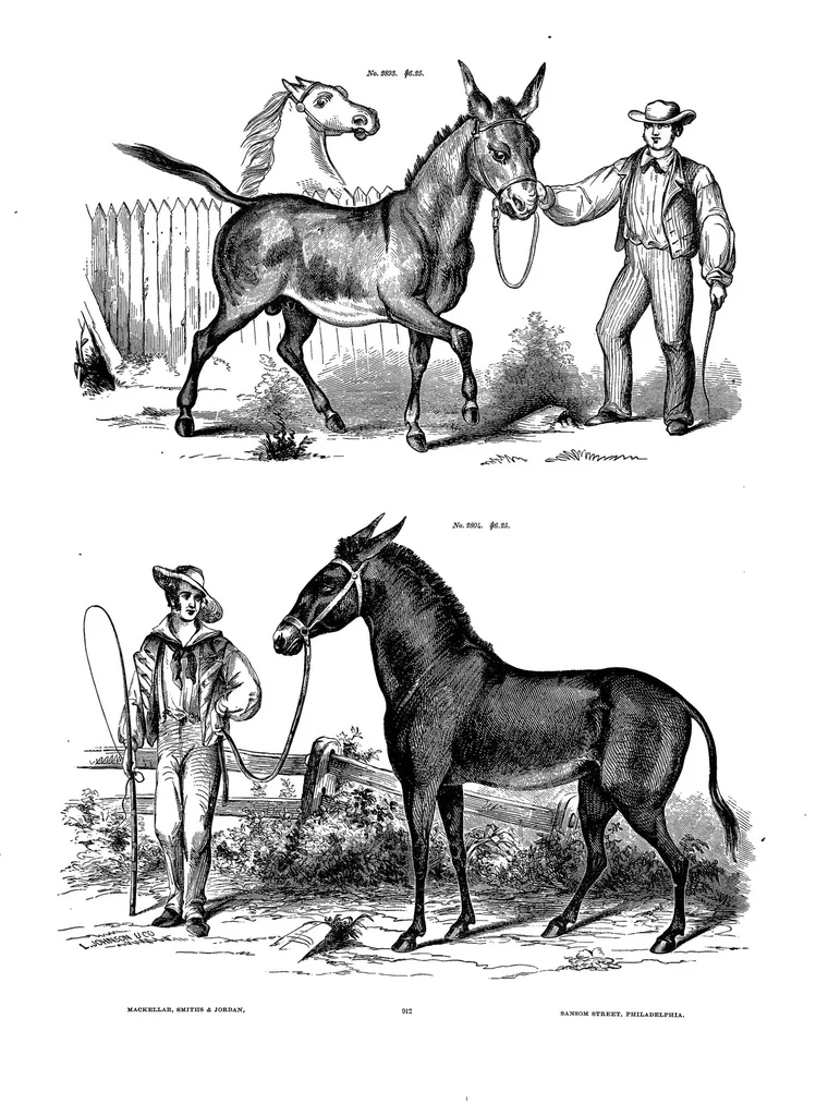 An illustration from Eleventh book of specimens of printing types and every requisite for typographical use and adornment, 1885, leaf 1013