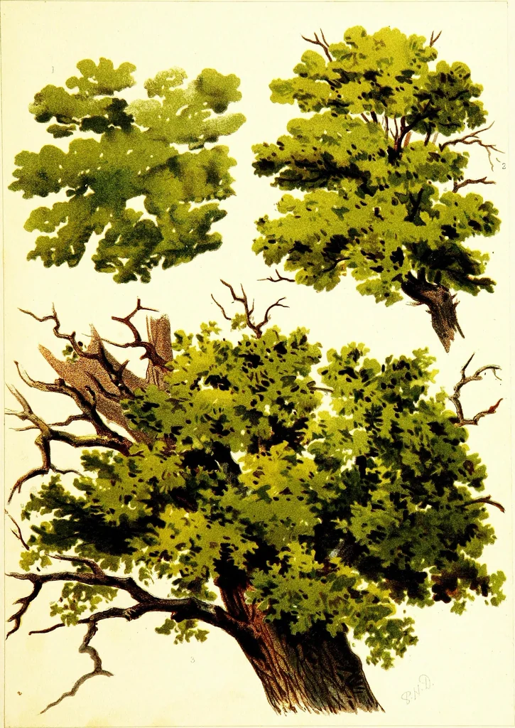 An illustration from The art of sketching from nature, 1871, leaf 66