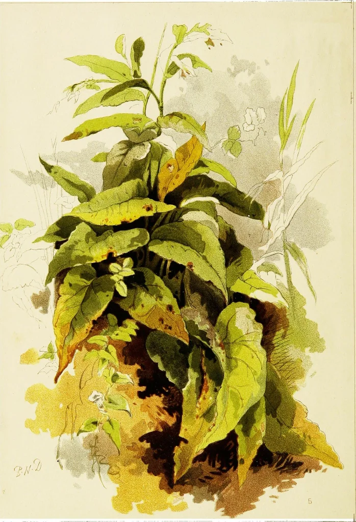 An illustration from The art of sketching from nature, 1871, leaf 85