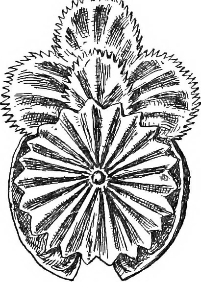 An illustration from The heritage of dress; being notes on the history and evolution of clothes, 1908, leaf 202