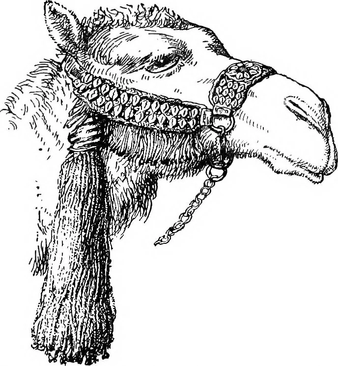 An illustration from The heritage of dress; being notes on the history and evolution of clothes, 1908, leaf 352