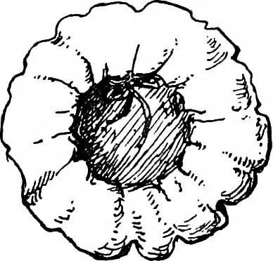 An illustration from The heritage of dress; being notes on the history and evolution of clothes, 1908, leaf 96