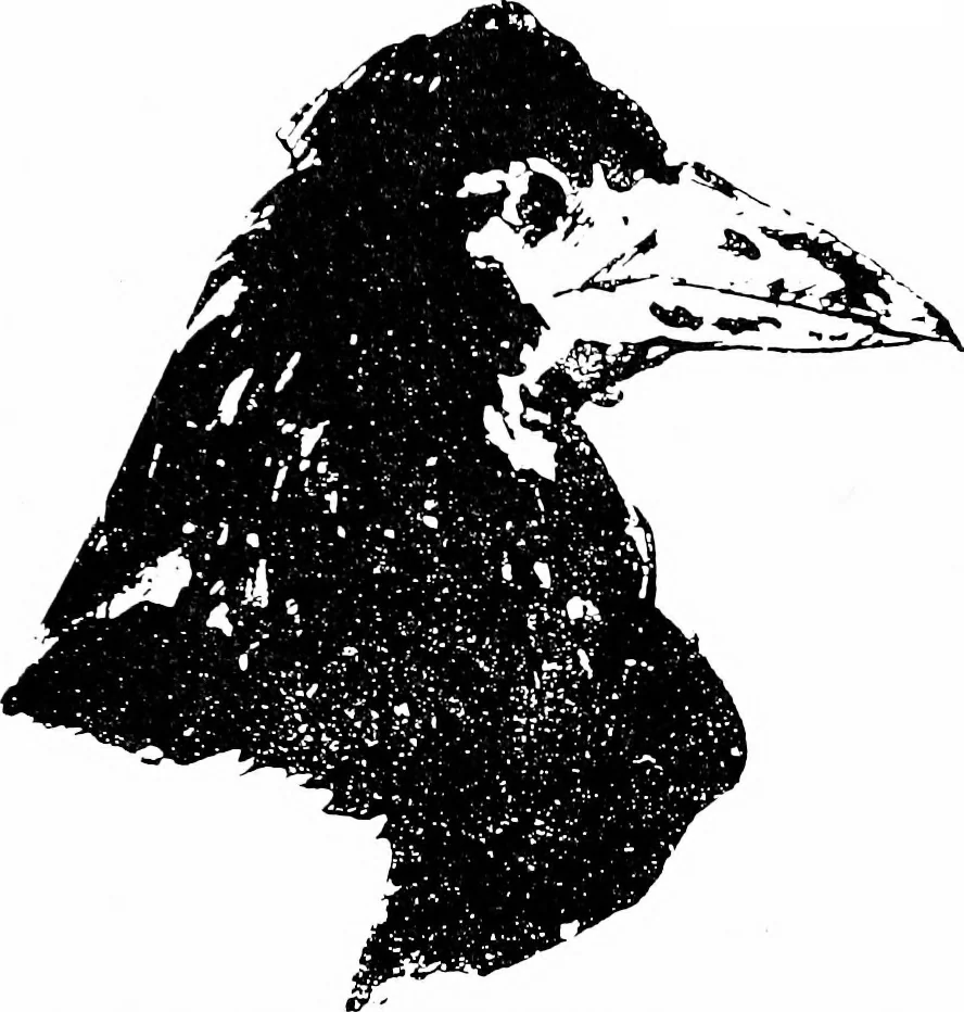 An illustration from The graphic arts; modern men and modern methods, 1921, leaf 82