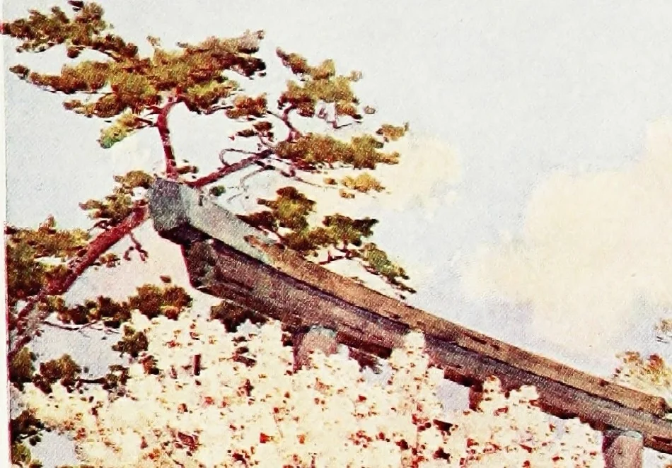 An illustration from The flowers and gardens of Japan, 1908, leaf 156