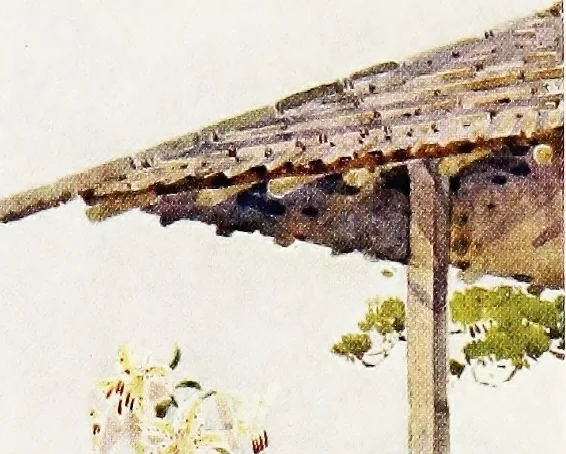 An illustration from The flowers and gardens of Japan, 1908, leaf 184