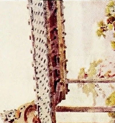An illustration from The flowers and gardens of Japan, 1908, leaf 362