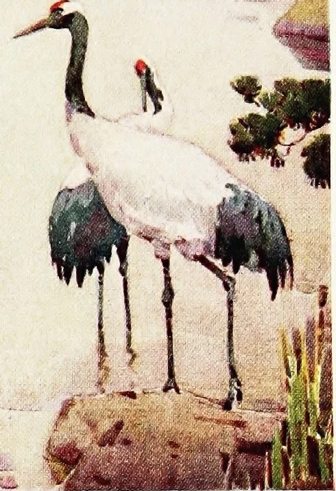 An illustration from The flowers and gardens of Japan, 1908, leaf 38