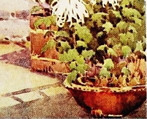 An illustration from The flowers and gardens of Japan, 1908, leaf 386