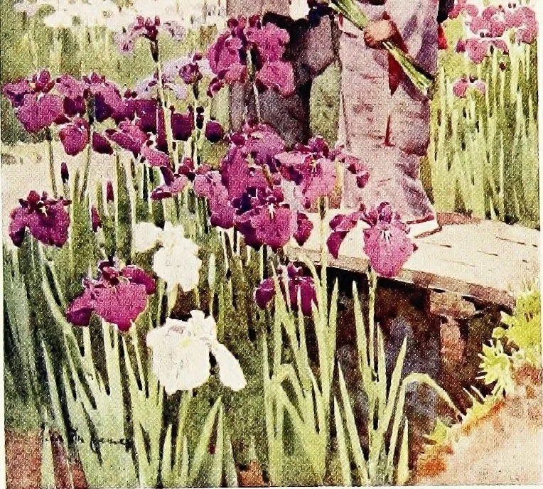 An illustration from The flowers and gardens of Japan, 1908, leaf 438