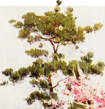 An illustration from The flowers and gardens of Japan, 1908, leaf 84