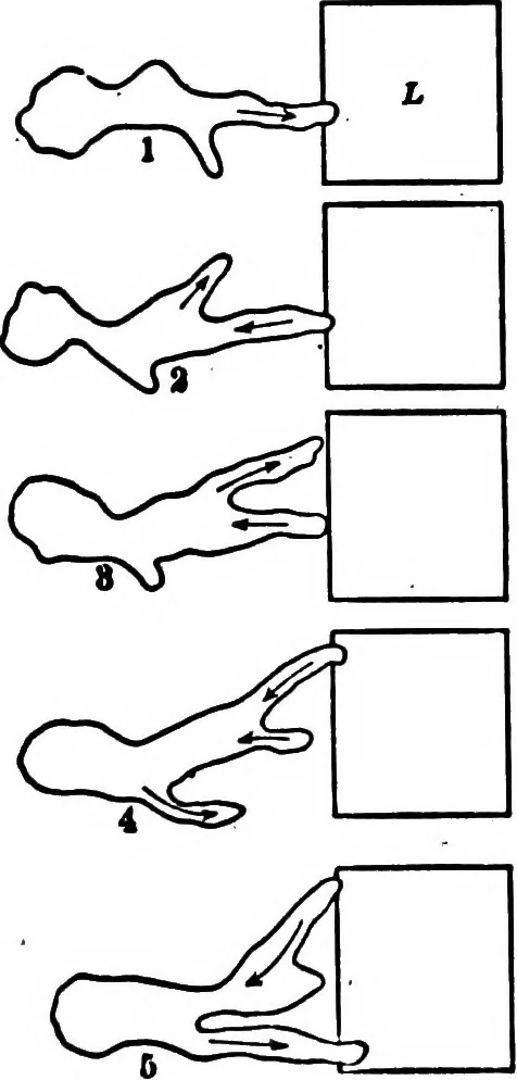 An illustration from Light and the behavior of organisms, 1911, leaf 105