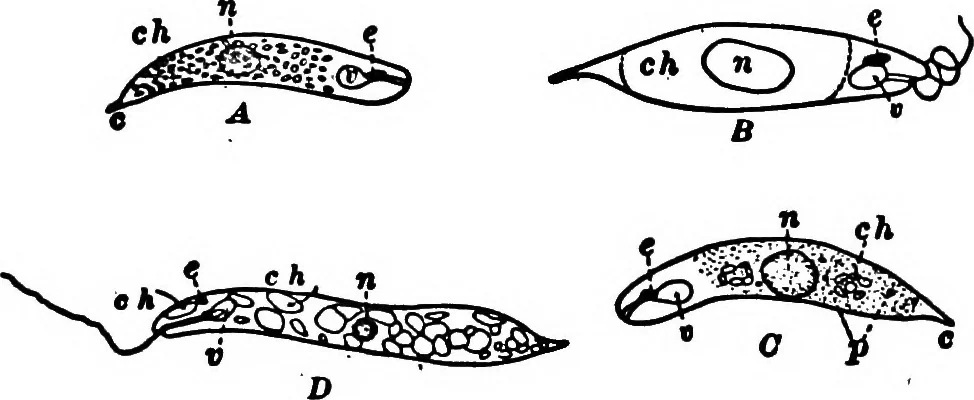 An illustration from Light and the behavior of organisms, 1911, leaf 107