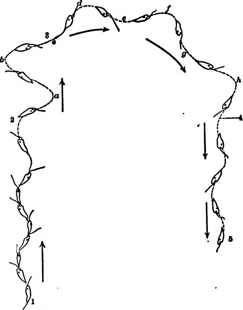 An illustration from Light and the behavior of organisms, 1911, leaf 110