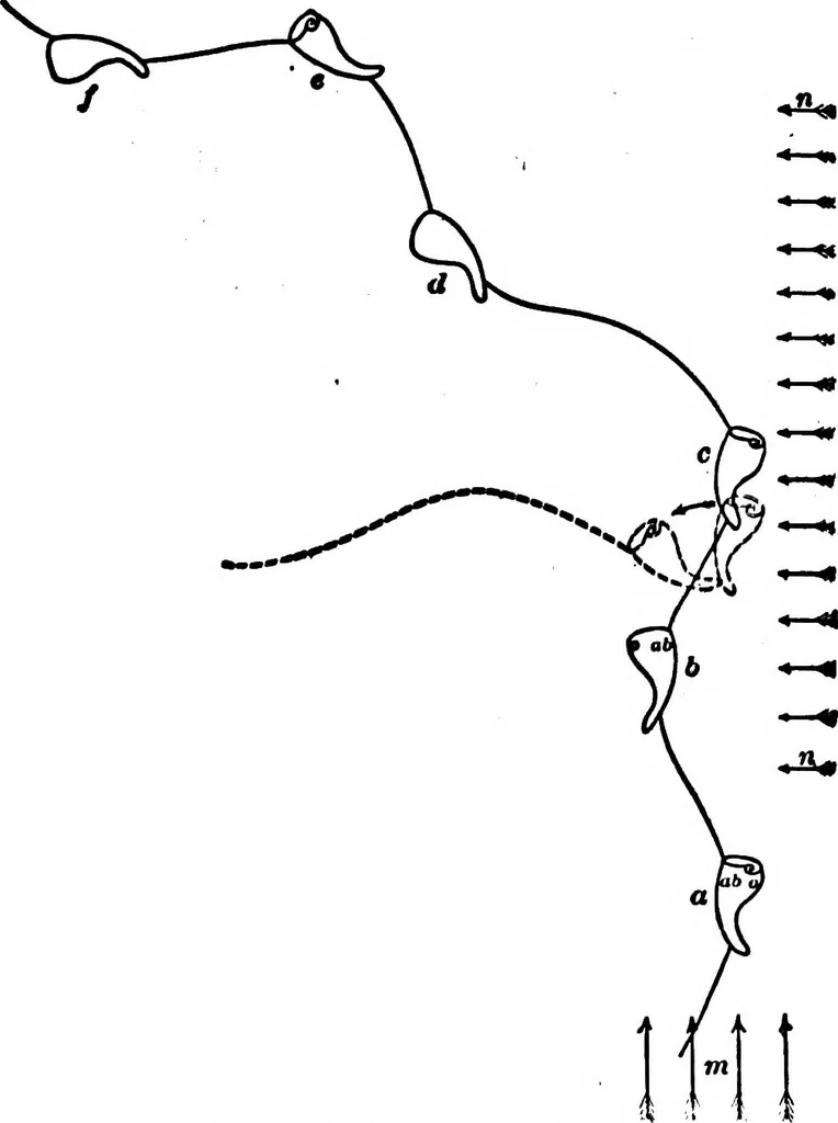 An illustration from Light and the behavior of organisms, 1911, leaf 143