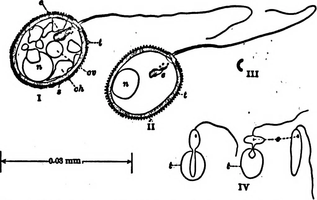 An illustration from Light and the behavior of organisms, 1911, leaf 155