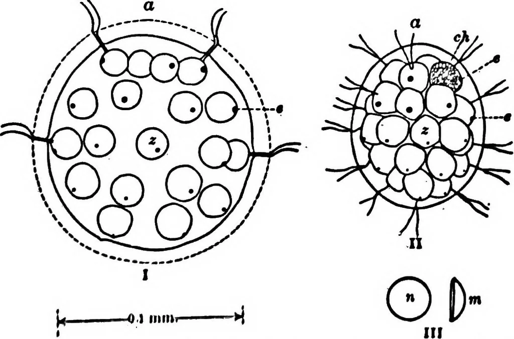 An illustration from Light and the behavior of organisms, 1911, leaf 172