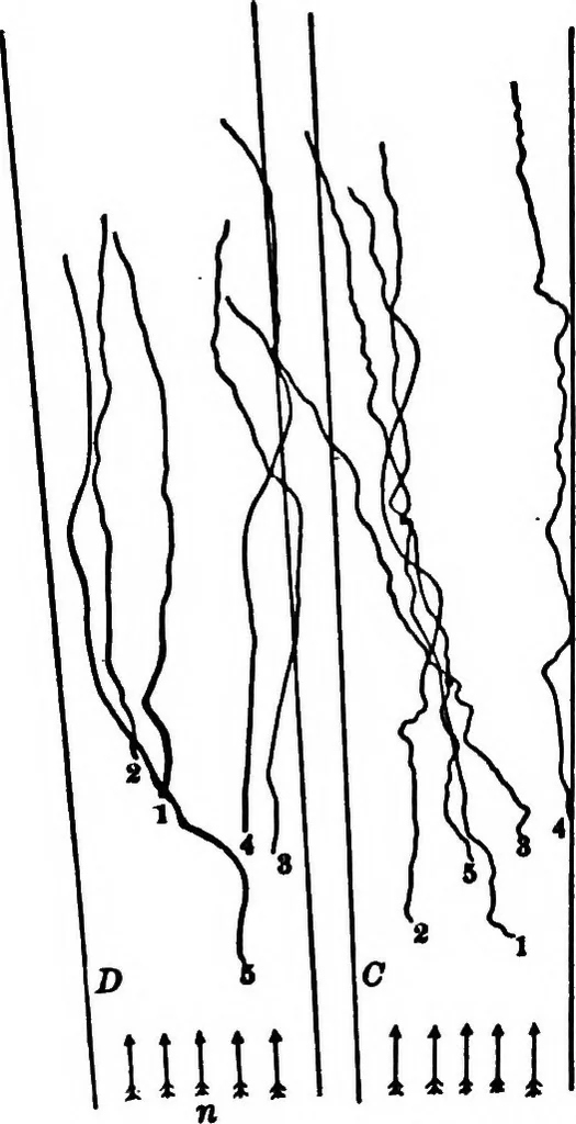 An illustration from Light and the behavior of organisms, 1911, leaf 204
