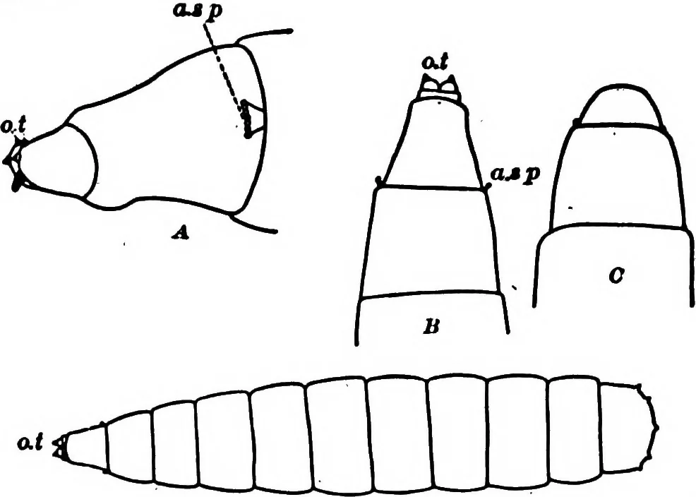 An illustration from Light and the behavior of organisms, 1911, leaf 210