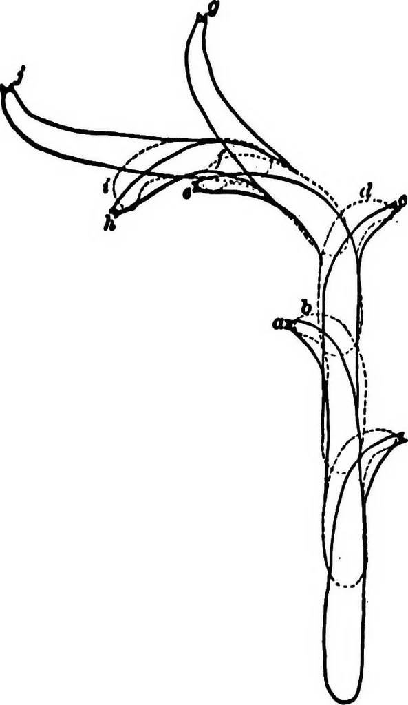 An illustration from Light and the behavior of organisms, 1911, leaf 219