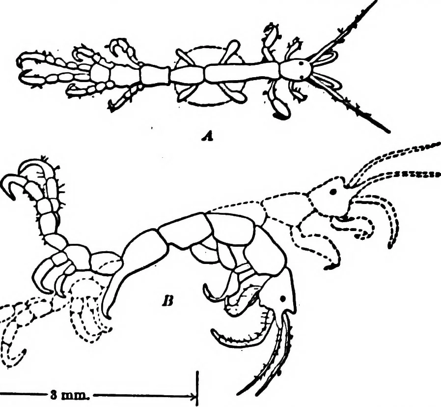 An illustration from Light and the behavior of organisms, 1911, leaf 250