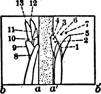 An illustration from Light and the behavior of organisms, 1911, leaf 91