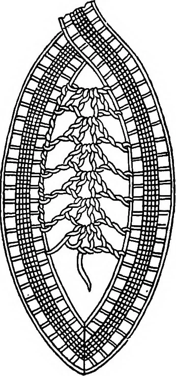 An illustration from The Priscilla Battenberg and point lace book; a collection of lace stitches with working directions for braid laces, 1912, leaf 25