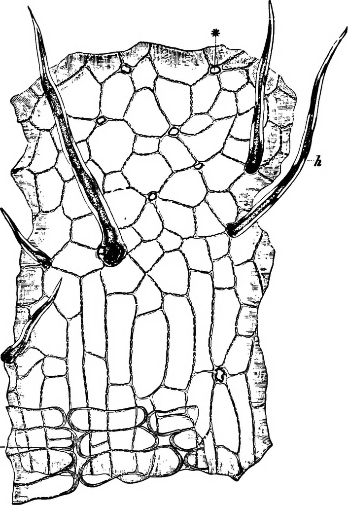 An illustration from The microscopy of vegetable foods : with special reference to the detection of adulteration and the diagnosis of mixtures, 1906, leaf 101
