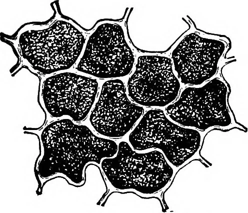 An illustration from The microscopy of vegetable foods : with special reference to the detection of adulteration and the diagnosis of mixtures, 1906, leaf 102