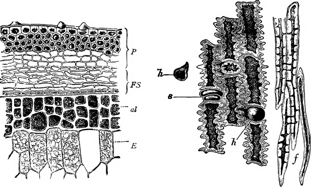 An illustration from The microscopy of vegetable foods : with special reference to the detection of adulteration and the diagnosis of mixtures, 1906, leaf 104