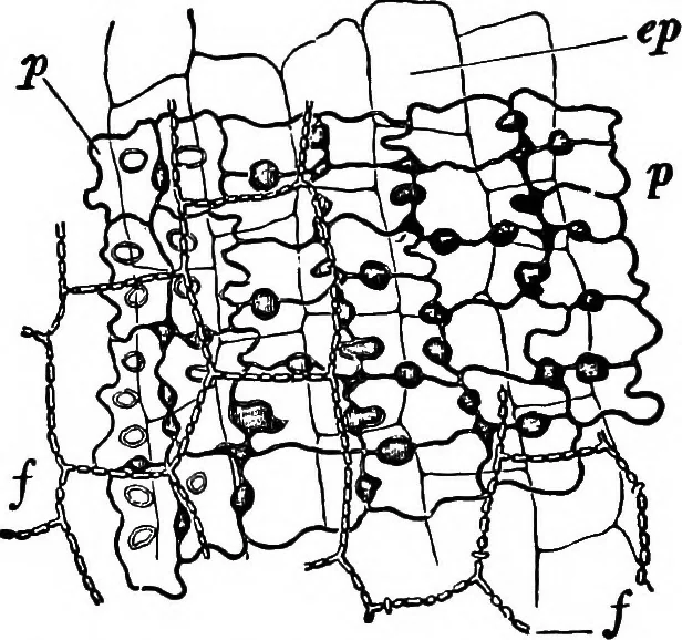 An illustration from The microscopy of vegetable foods : with special reference to the detection of adulteration and the diagnosis of mixtures, 1906, leaf 105
