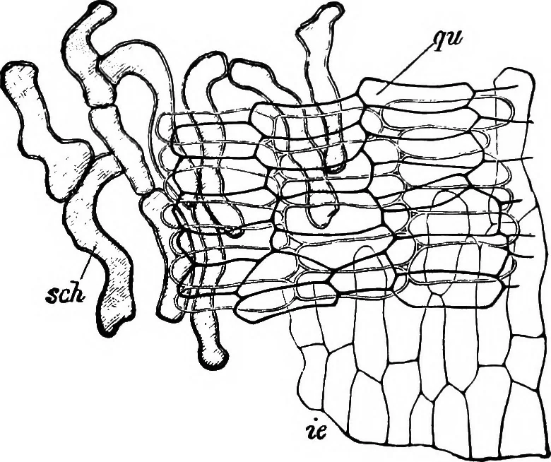 An illustration from The microscopy of vegetable foods : with special reference to the detection of adulteration and the diagnosis of mixtures, 1906, leaf 107
