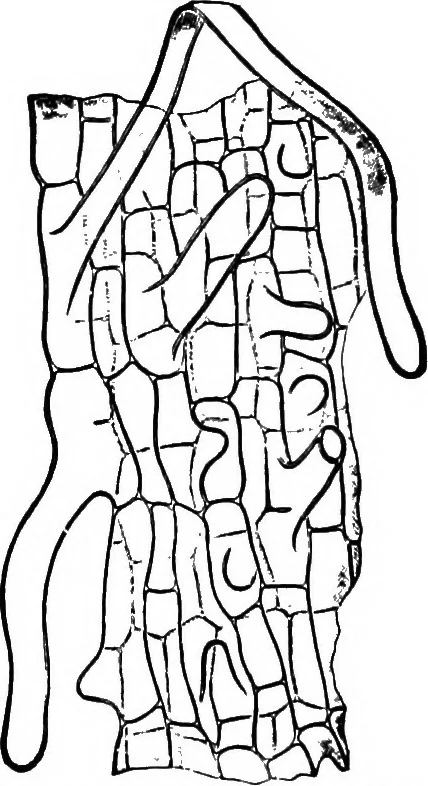 An illustration from The microscopy of vegetable foods : with special reference to the detection of adulteration and the diagnosis of mixtures, 1906, leaf 107