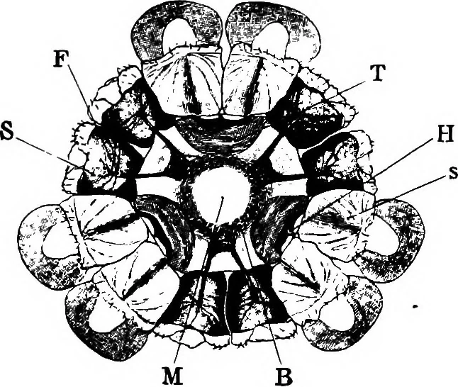 An illustration from The microscopy of vegetable foods : with special reference to the detection of adulteration and the diagnosis of mixtures, 1906, leaf 110