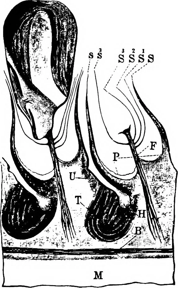 An illustration from The microscopy of vegetable foods : with special reference to the detection of adulteration and the diagnosis of mixtures, 1906, leaf 110