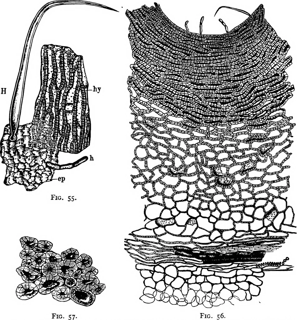 An illustration from The microscopy of vegetable foods : with special reference to the detection of adulteration and the diagnosis of mixtures, 1906, leaf 112