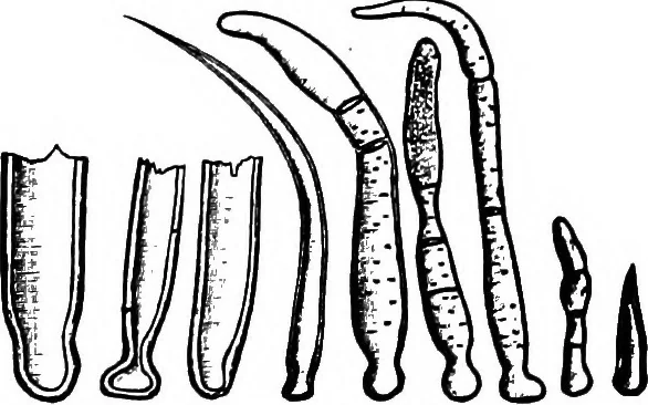 An illustration from The microscopy of vegetable foods : with special reference to the detection of adulteration and the diagnosis of mixtures, 1906, leaf 115