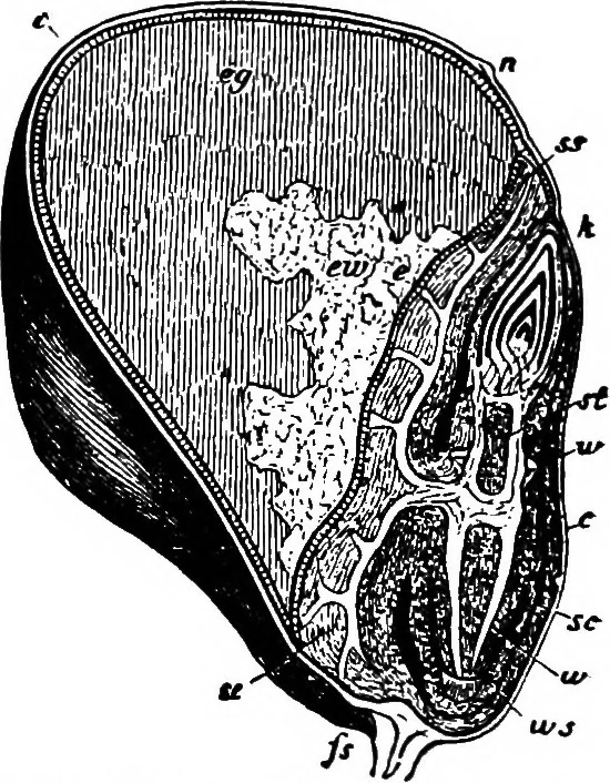 An illustration from The microscopy of vegetable foods : with special reference to the detection of adulteration and the diagnosis of mixtures, 1906, leaf 115