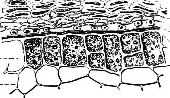 An illustration from The microscopy of vegetable foods : with special reference to the detection of adulteration and the diagnosis of mixtures, 1906, leaf 116