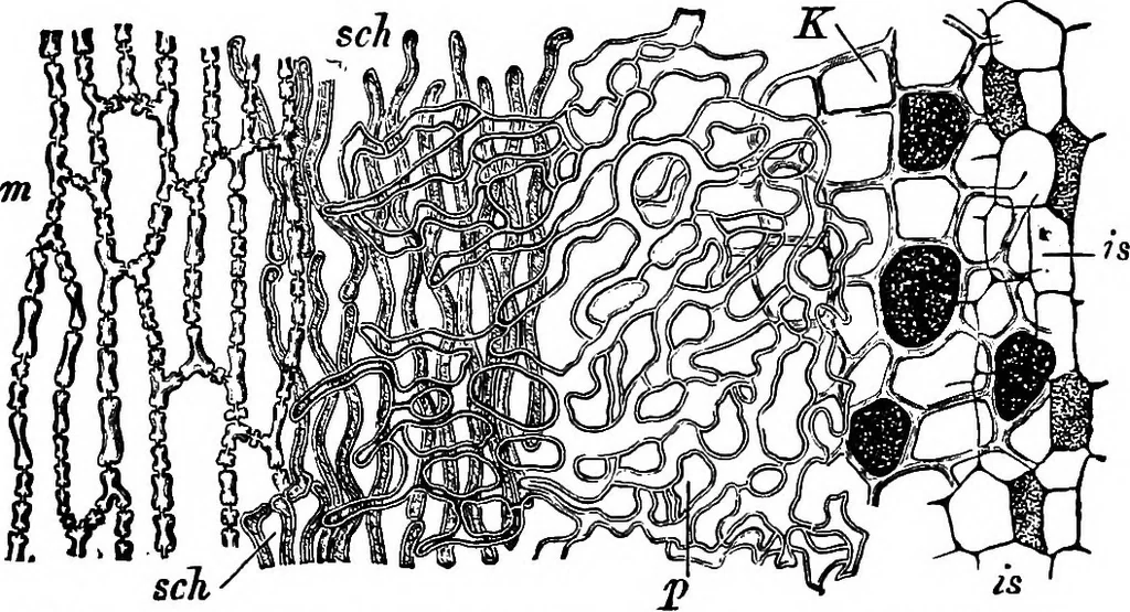 An illustration from The microscopy of vegetable foods : with special reference to the detection of adulteration and the diagnosis of mixtures, 1906, leaf 116