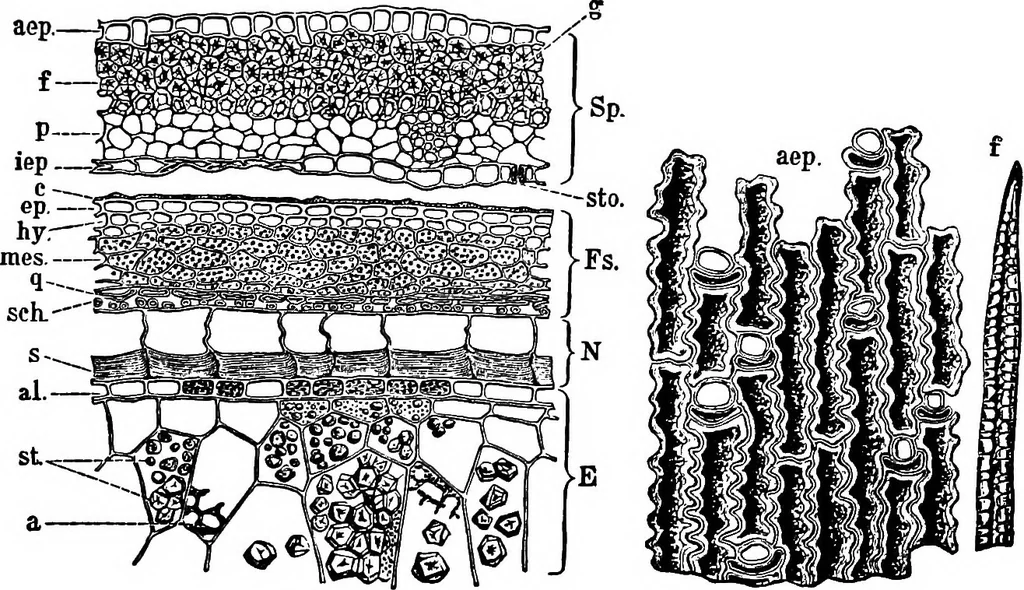 An illustration from The microscopy of vegetable foods : with special reference to the detection of adulteration and the diagnosis of mixtures, 1906, leaf 122