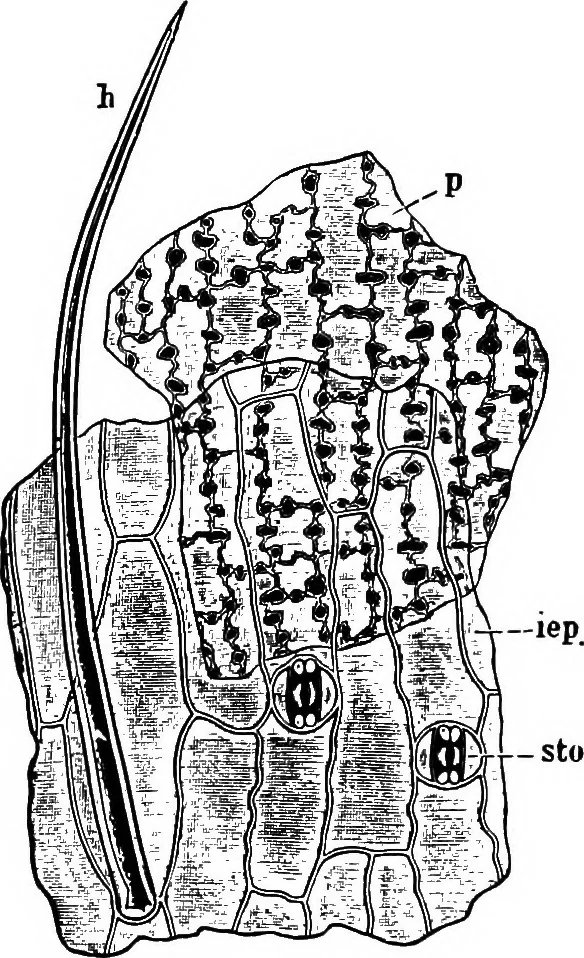 An illustration from The microscopy of vegetable foods : with special reference to the detection of adulteration and the diagnosis of mixtures, 1906, leaf 123