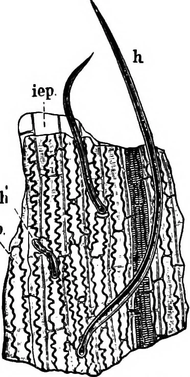 An illustration from The microscopy of vegetable foods : with special reference to the detection of adulteration and the diagnosis of mixtures, 1906, leaf 123