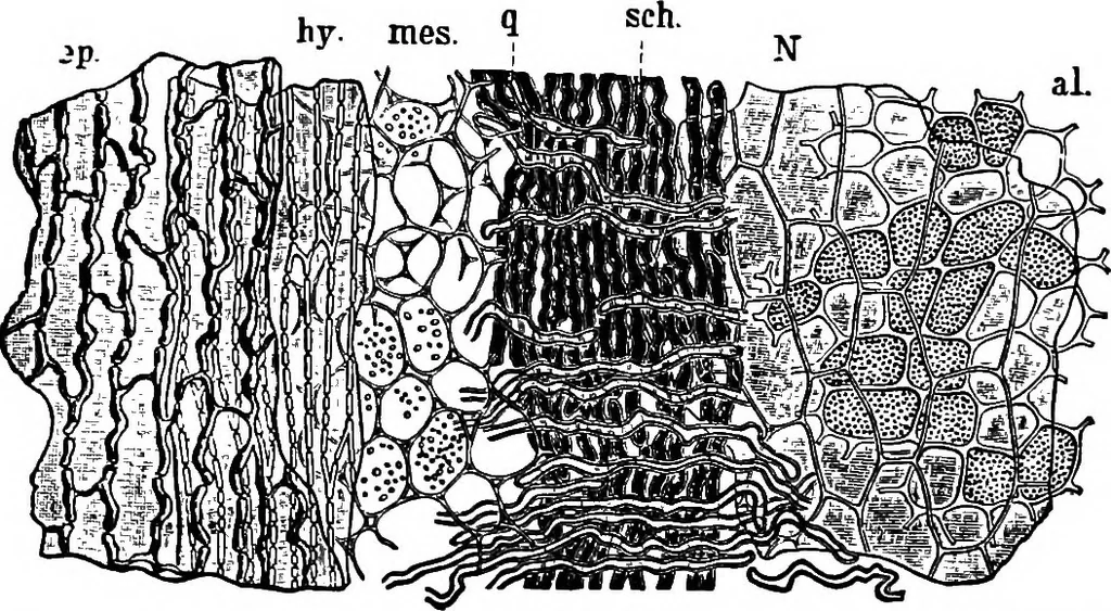 An illustration from The microscopy of vegetable foods : with special reference to the detection of adulteration and the diagnosis of mixtures, 1906, leaf 124