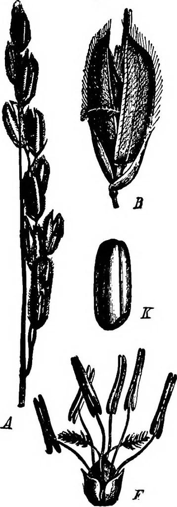 An illustration from The microscopy of vegetable foods : with special reference to the detection of adulteration and the diagnosis of mixtures, 1906, leaf 128