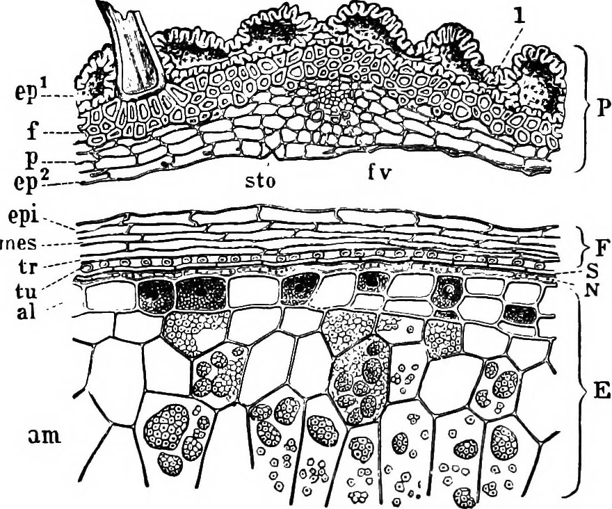An illustration from The microscopy of vegetable foods : with special reference to the detection of adulteration and the diagnosis of mixtures, 1906, leaf 129