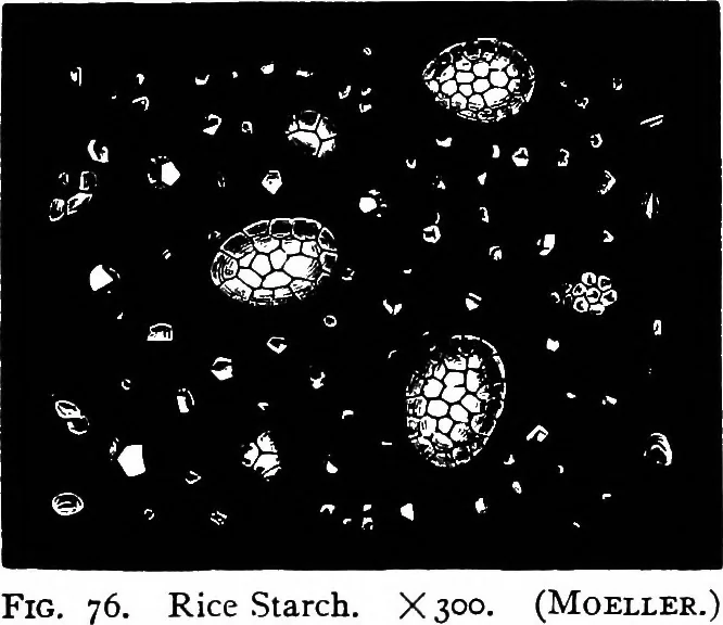 An illustration from The microscopy of vegetable foods : with special reference to the detection of adulteration and the diagnosis of mixtures, 1906, leaf 132