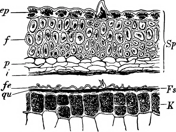 An illustration from The microscopy of vegetable foods : with special reference to the detection of adulteration and the diagnosis of mixtures, 1906, leaf 134