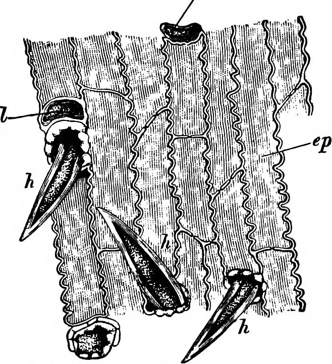 An illustration from The microscopy of vegetable foods : with special reference to the detection of adulteration and the diagnosis of mixtures, 1906, leaf 135