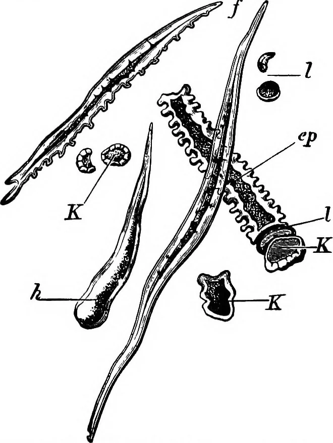 An illustration from The microscopy of vegetable foods : with special reference to the detection of adulteration and the diagnosis of mixtures, 1906, leaf 135