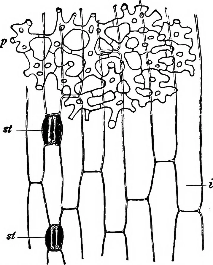 An illustration from The microscopy of vegetable foods : with special reference to the detection of adulteration and the diagnosis of mixtures, 1906, leaf 136